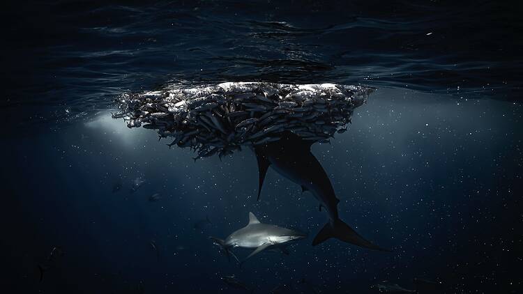 Sinfonia Oceanica Sinfonia Oceanica