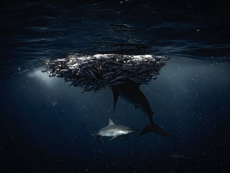 Sinfonía Oceánica Sinfonía Oceánica