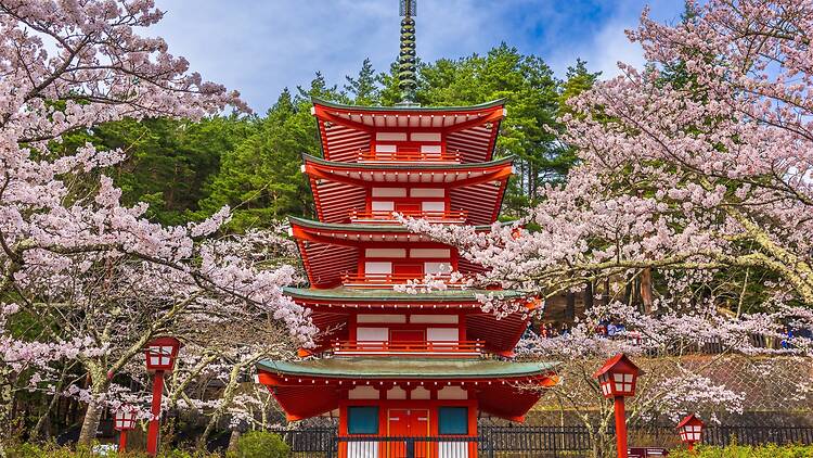 Fujiyoshida, Japan at Chureito Pagoda Fujiyoshida, Japan at Chureito Pagoda in Arakurayama Sengen Park during spring cherry blossom season.