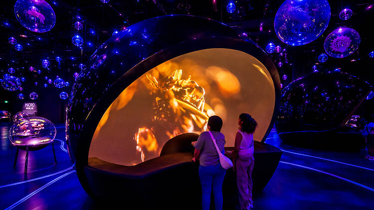 Micro Worlds lets visitors zoom in on a wonder library of hidden microscopic life