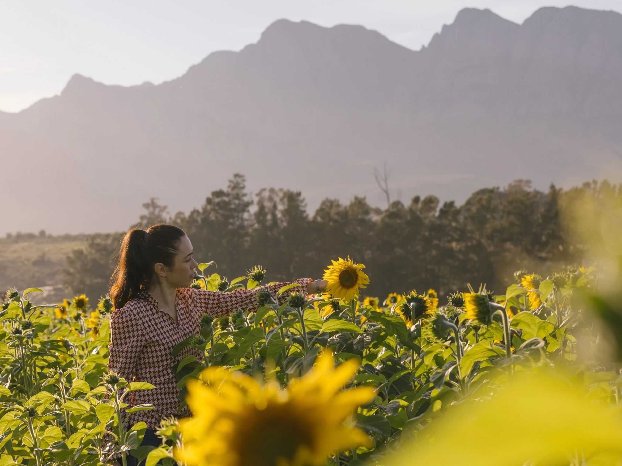 Vergelegen sunflower garden