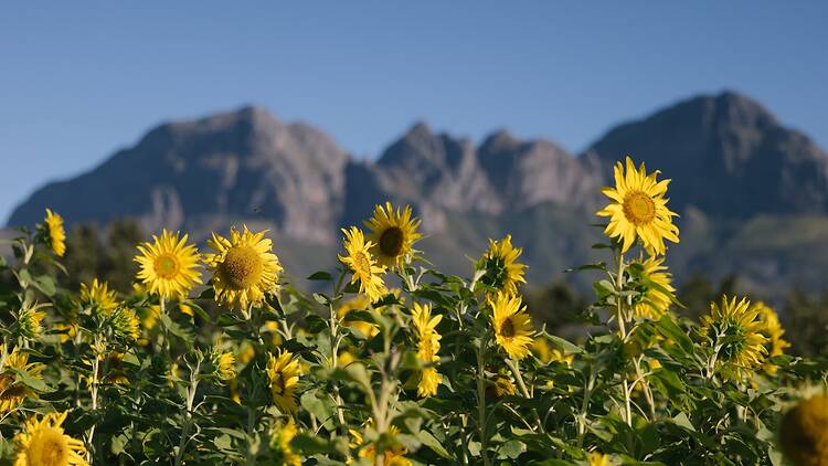 Vergelegen sunflower garden