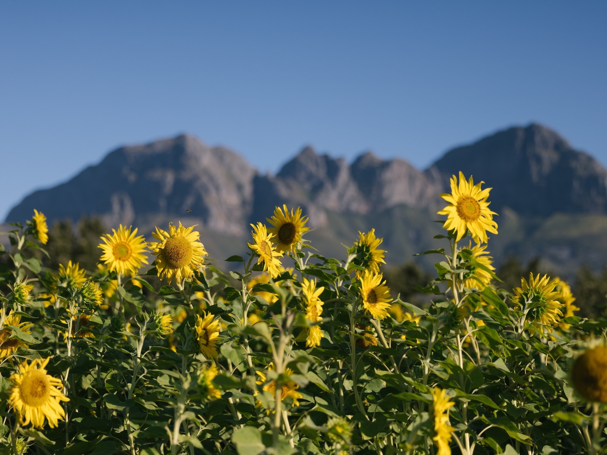 Here comes the sun(flowers)