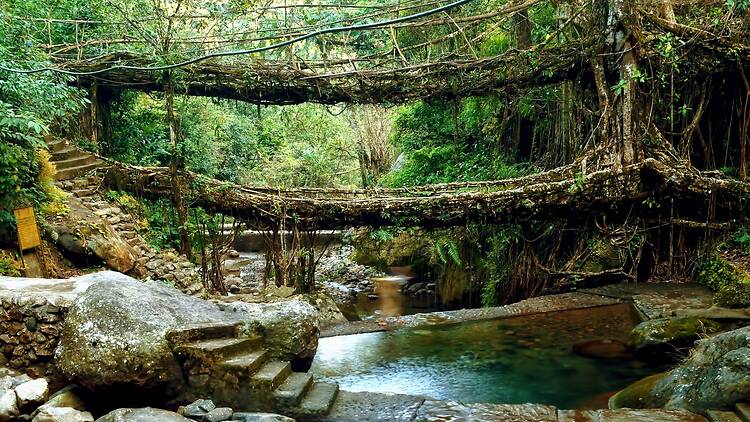India 121810441Image of the natural and man-made root bridges found around the villages of Nongriat in the North Eastern state of Meghalaya3