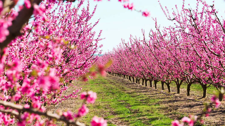 Floració a Catalunya
