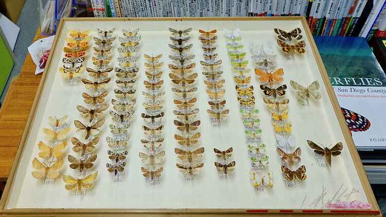 昆虫文献 六本脚