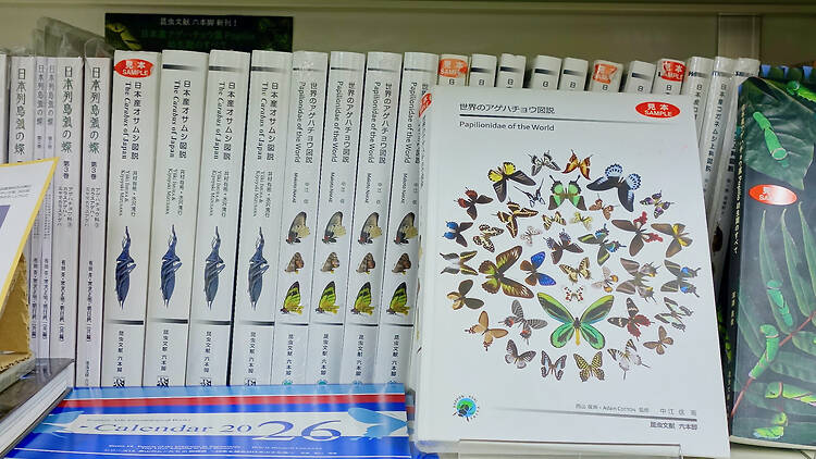 昆虫文献 六本脚