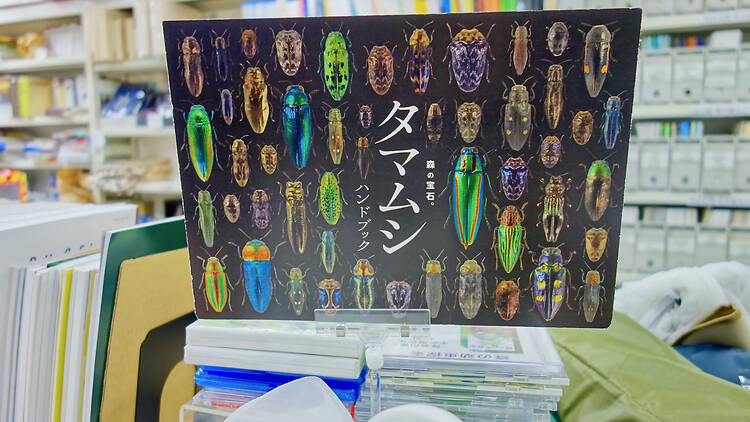 昆虫文献 六本脚