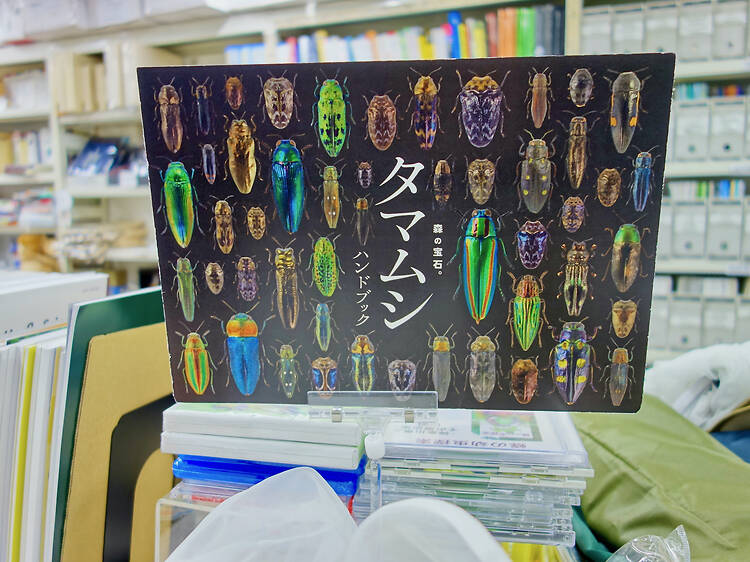 昆虫文献 六本脚