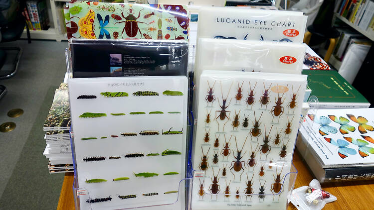 昆虫文献 六本脚