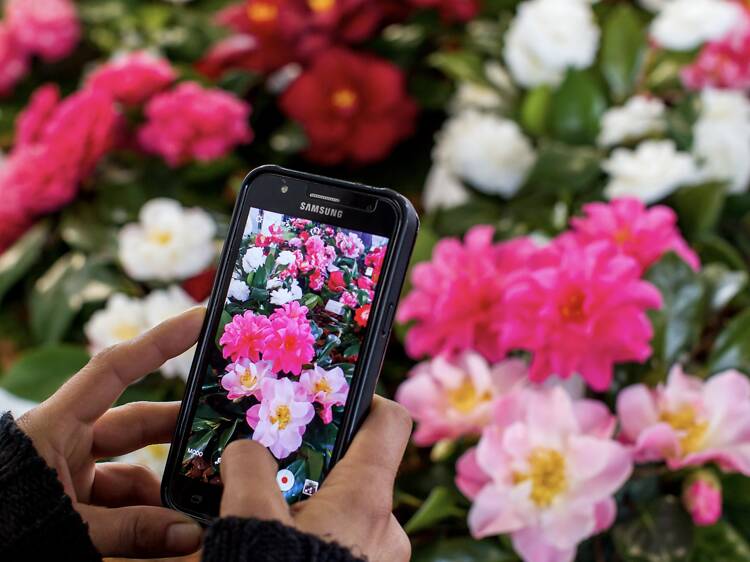 Sintra dedica um mês às camélias, com passeios, workshops e experiências gastronómicas