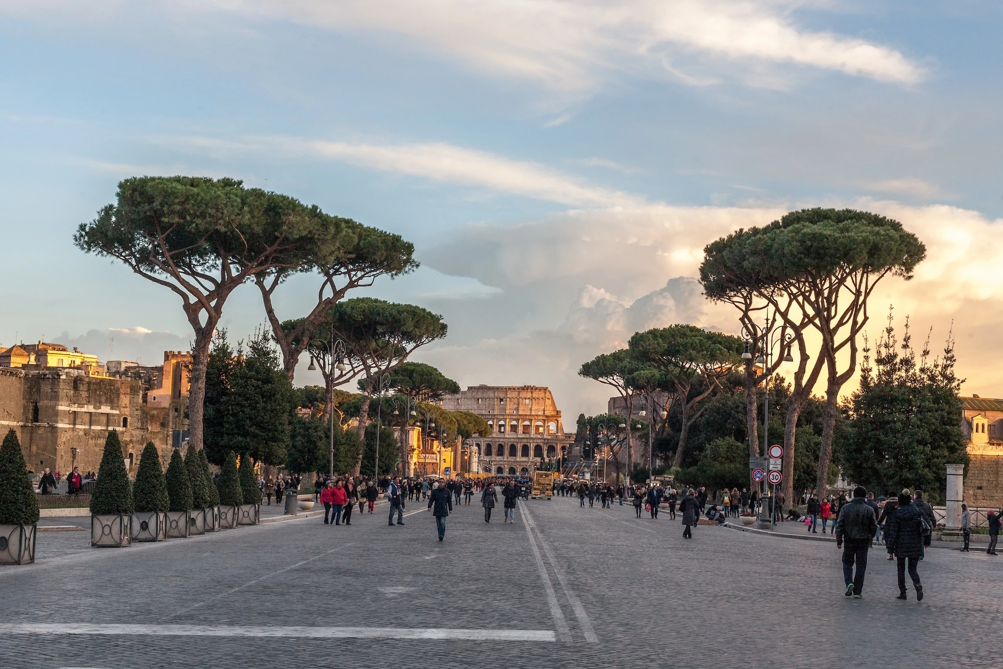 Roman Pines leading to the Colosseum