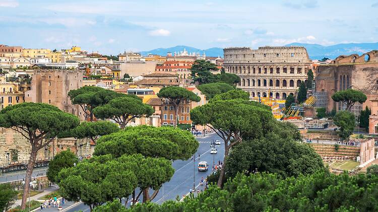 Roman Pines in front of the Colosseum Roman Pines in front of the Colosseum