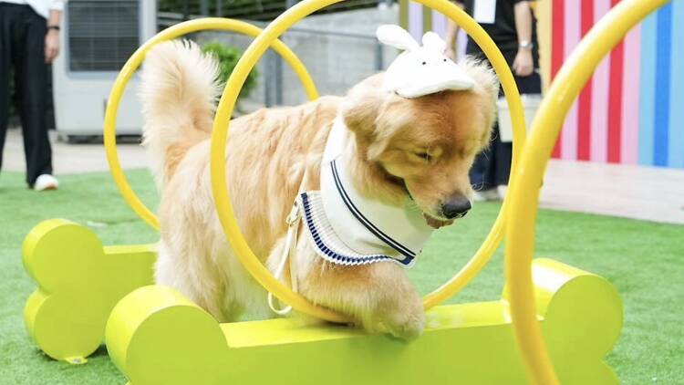 เมื่อตัวท็อปสี่ขาและเซเลบตัวจิ๋วบุก Emsphere ในงาน ‘Dogue Days Out’ เมื่อตัวท็อปสี่ขาและเซเลบตัวจิ๋วบุก Emsphere ในงาน ‘Dogue Days Out’