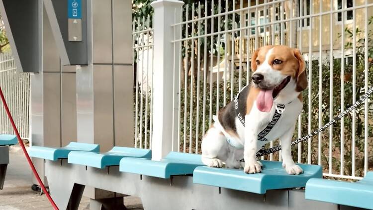 รวมพลกองทัพบีเกิ้ลหูยาวจอมพลัง ป่วนสวนรถไฟ ในงาน ‘The Beagles’ รวมพลกองทัพบีเกิ้ลหูยาวจอมพลัง ป่วนสวนรถไฟ ในงาน ‘The Beagles’