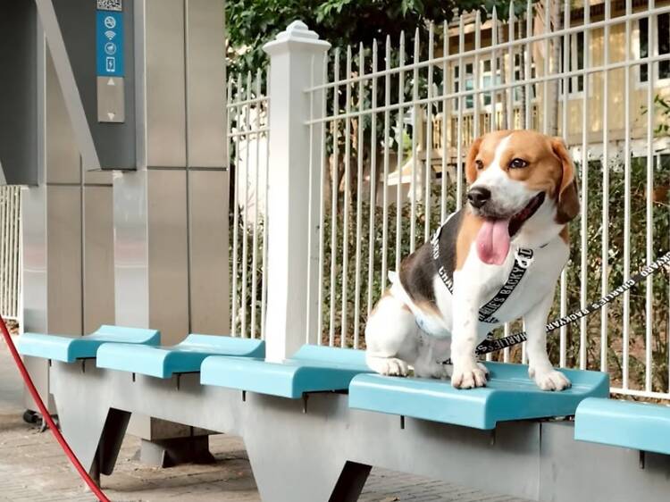 รวมพลกองทัพบีเกิ้ลหูยาวจอมพลัง ป่วนสวนรถไฟ ในงาน ‘The Beagles’ รวมพลกองทัพบีเกิ้ลหูยาวจอมพลัง ป่วนสวนรถไฟ ในงาน ‘The Beagles’