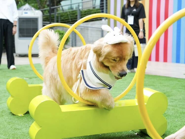 Take your dog racing agility laps at Dogue Days Out's garden party