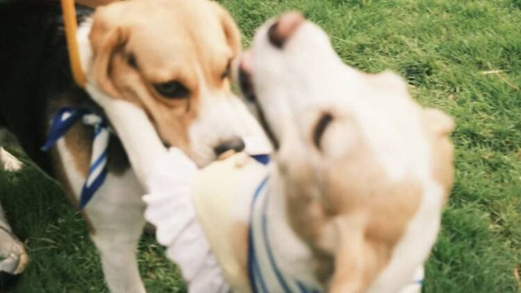 Take your beagles for floppy-eared sprints at BKK Dog Society's The Beagles