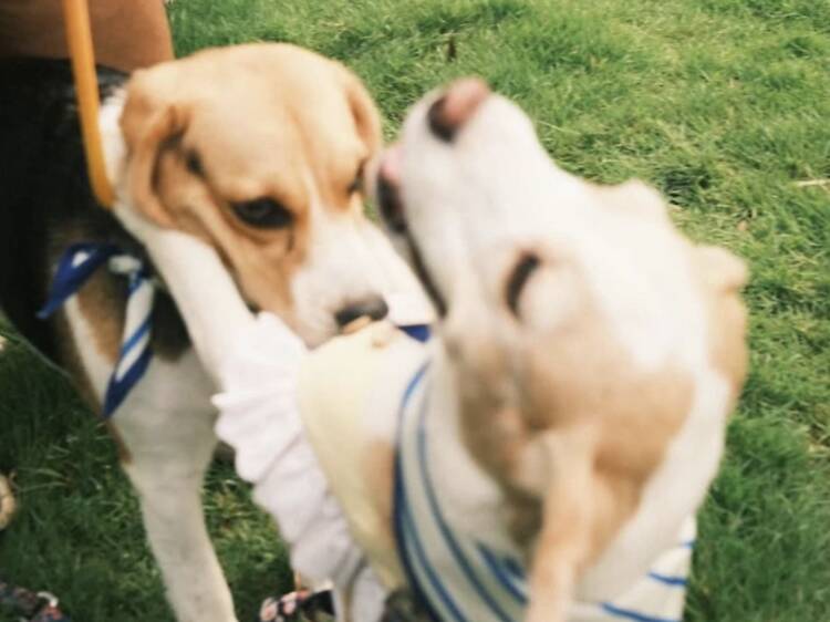 Take your beagles for floppy-eared sprints at BKK Dog Society's The Beagles