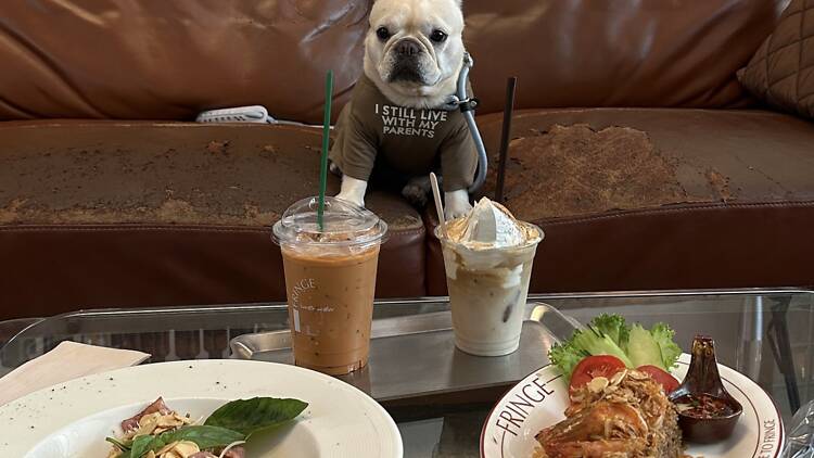 Enjoy a pawfect pet-friendly night at Fringe Pet and Party