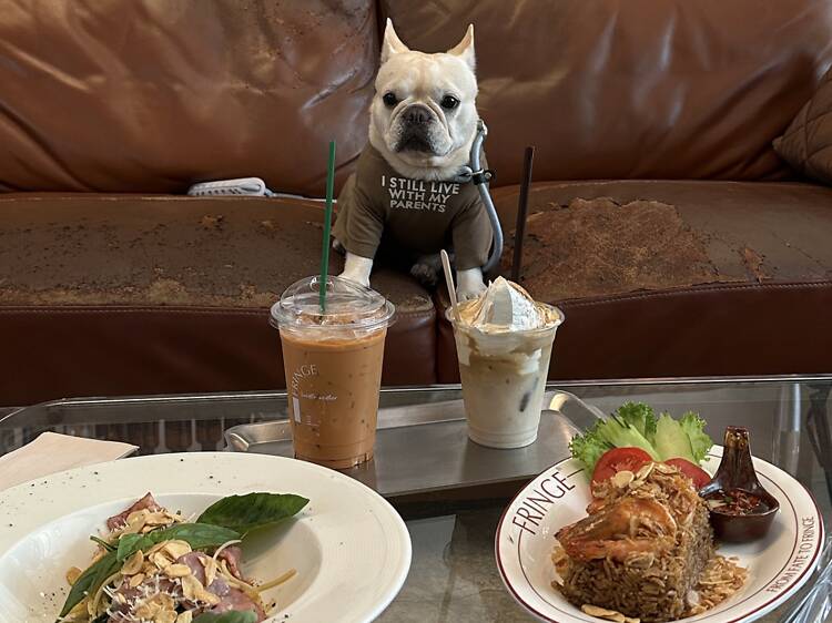 Enjoy a pawfect pet-friendly night at Fringe Pet and Party