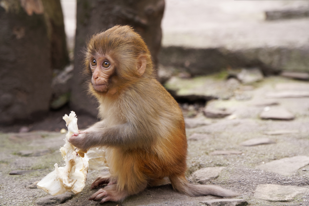 Punch the Monkey: where to see cute macaque monkeys in London