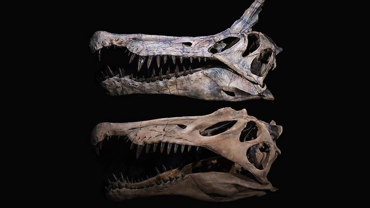 Skull cats of the new scimitar-crested spinosaurid Spinosaurus mirabilis from Niger (top) and its famous cousin Spinosaurus aegyptiacus (bottom) from the northern coast of Africa.