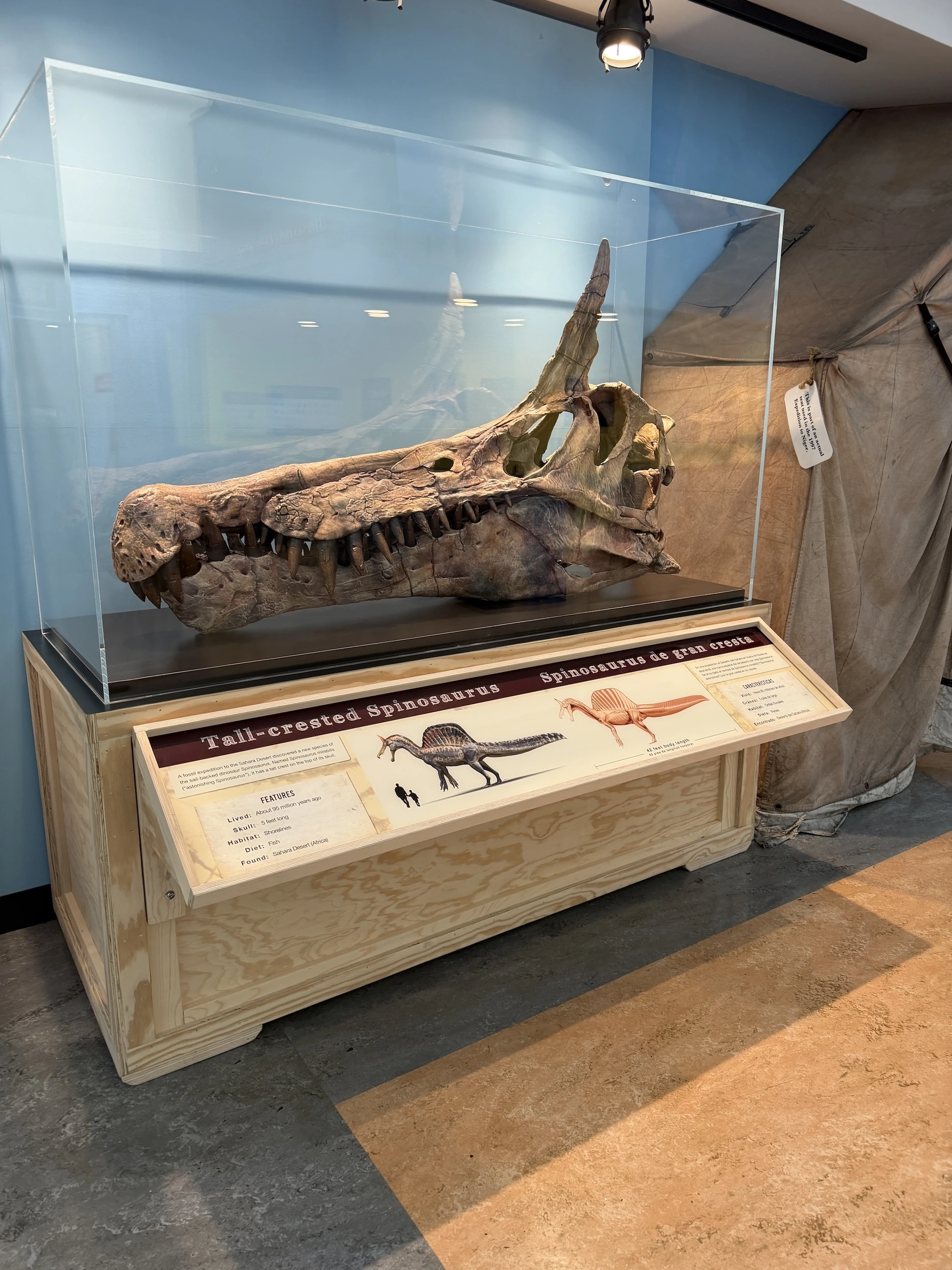 A skull cast of Spinosaurus, a horned specimen discovered in Niger&rsquo;s Sahara Desert by longtime collaborator and paleontologist Paul Sereno.