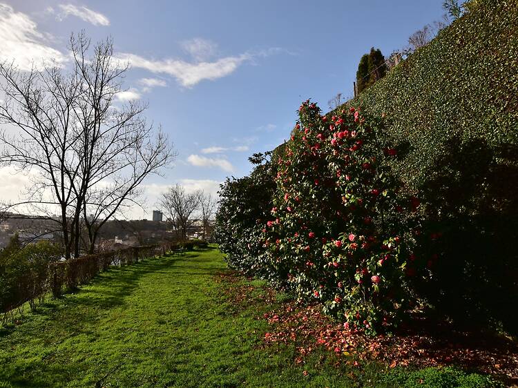 Na Cidade das Camélias, a flor-símbolo do Porto tem agora um roteiro