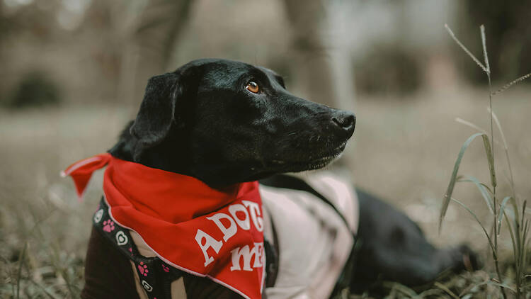 Jornada de adopción perritos
