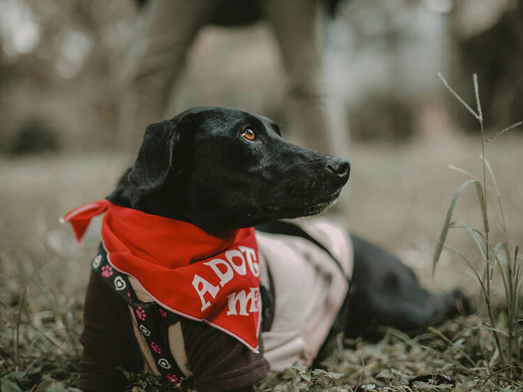 Jornada de adopción perritos