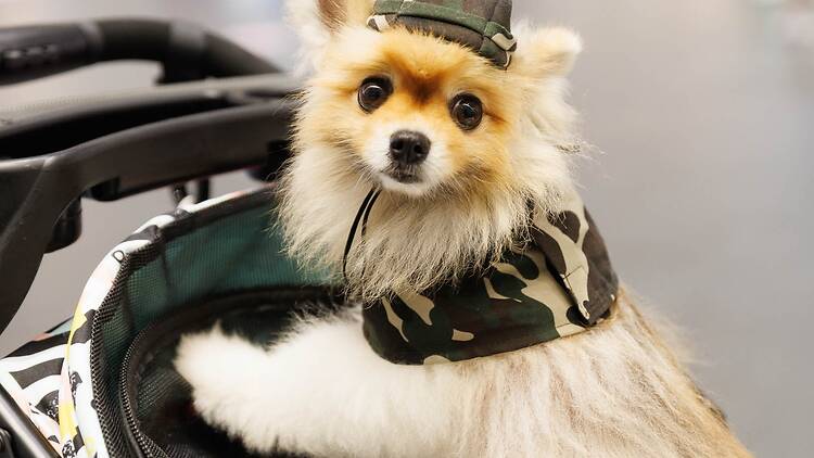 Browse smart feeders and wearable tech at T-Pet x T-Pop Festival