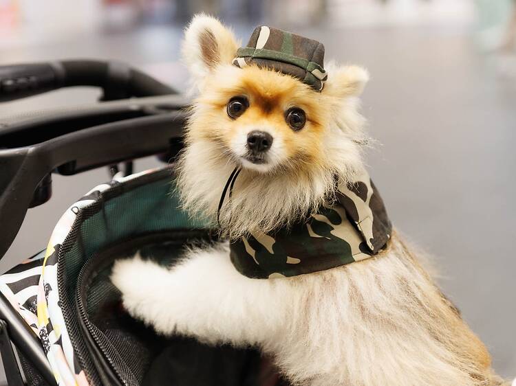 Browse smart feeders and wearable tech at T-Pet x T-Pop Festival