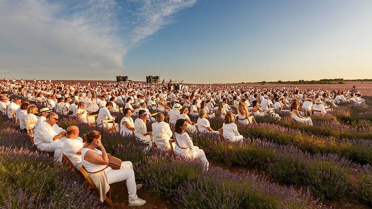 Festival de la Lavanda Festival de la Lavanda
