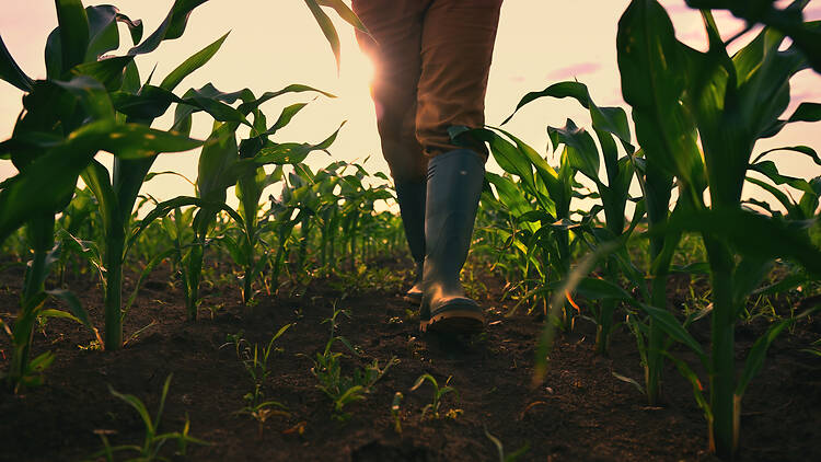 Farmer walking through maize field Farmer walking through maize field, low angle view with selective focus