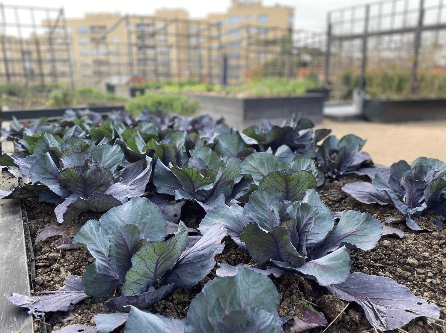 Plato de Urruti Madrid