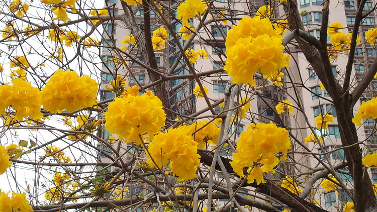 香港單車館公園黃花風鈴木2026 香港單車館公園黃花風鈴木2026