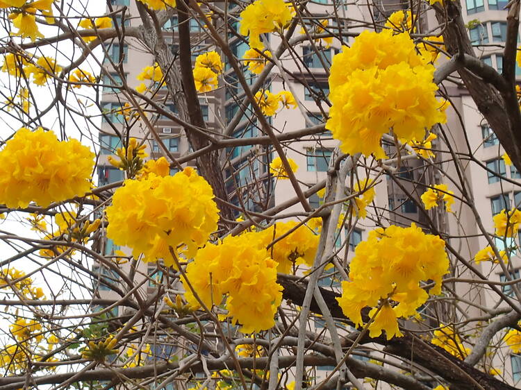 香港單車館公園黃花風鈴木2026 香港單車館公園黃花風鈴木2026