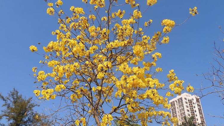 石湖墟賽馬會遊樂場黃花風鈴木2026 石湖墟賽馬會遊樂場黃花風鈴木2026