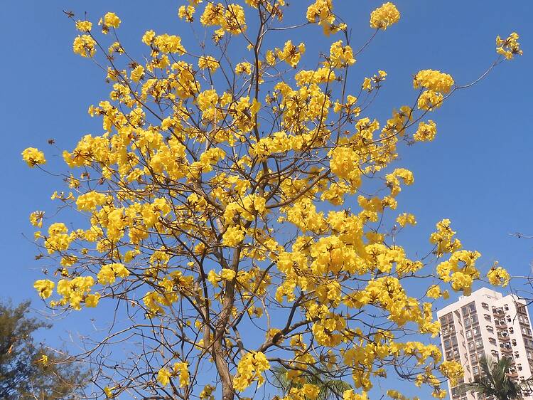 石湖墟賽馬會遊樂場黃花風鈴木2026 石湖墟賽馬會遊樂場黃花風鈴木2026