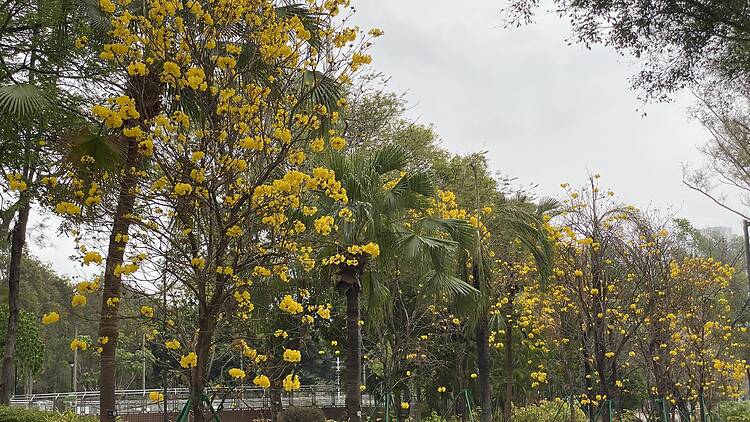 天水圍黃花風鈴木2026 天水圍黃花風鈴木2026