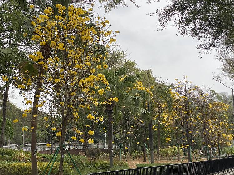 天水圍黃花風鈴木2026 天水圍黃花風鈴木2026