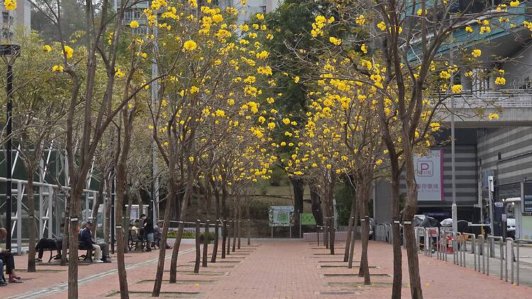 樂富遊樂場黃花風鈴木2026 樂富遊樂場黃花風鈴木2026