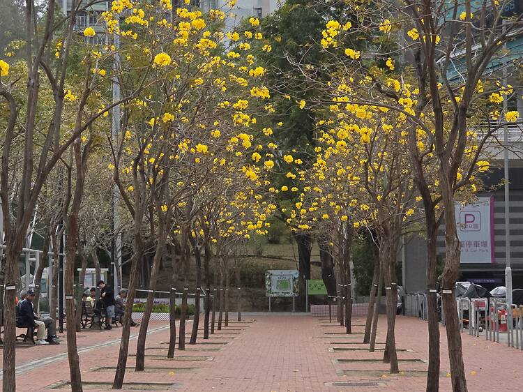 樂富遊樂場黃花風鈴木2026 樂富遊樂場黃花風鈴木2026