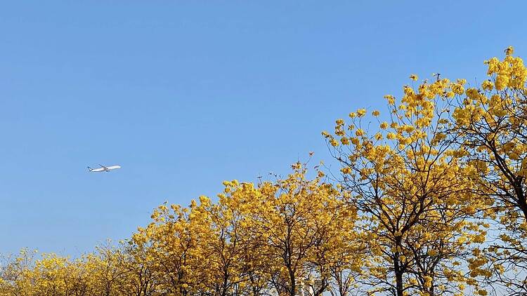 黃花風鈴木2026好去處推介：花期、交通、南昌公園、機場黃花風鈴木開花情報