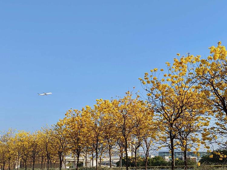 黃花風鈴木2026好去處推介：花期、交通、南昌公園、機場黃花風鈴木開花情報