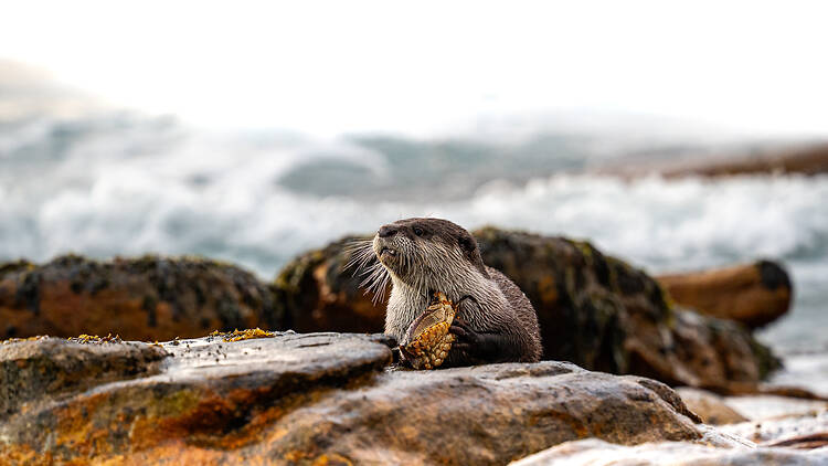 Meet Cape Town’s urban otters