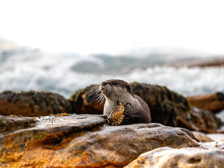 Meet Cape Town’s urban otters