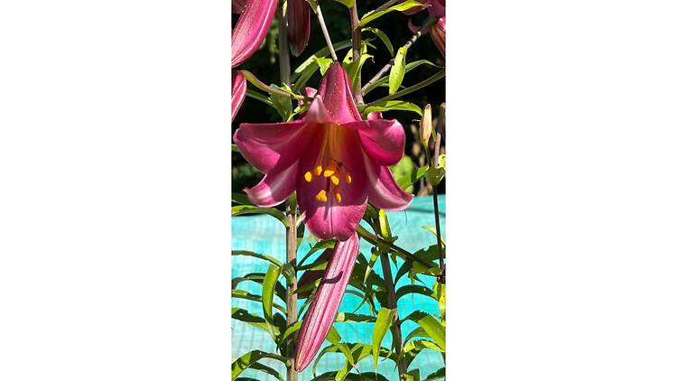 ダニエル・ビュレン「Third Eye, situated works - 知覚の拡張—そこにある眼差し」