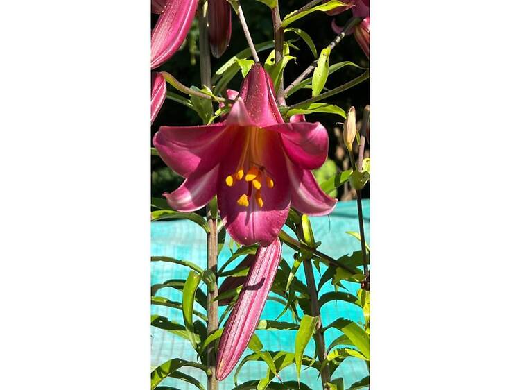 ダニエル・ビュレン「Third Eye, situated works - 知覚の拡張—そこにある眼差し」